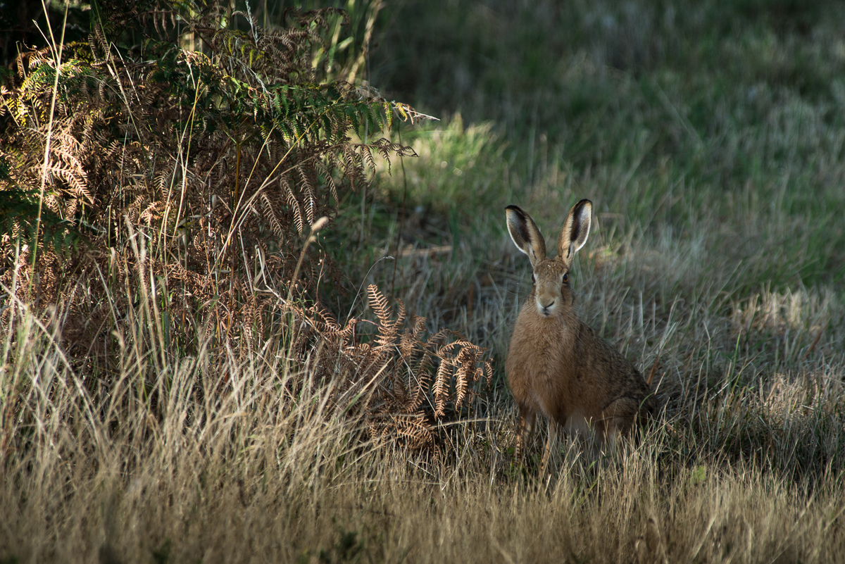 I Can Hare You - Tim Stott